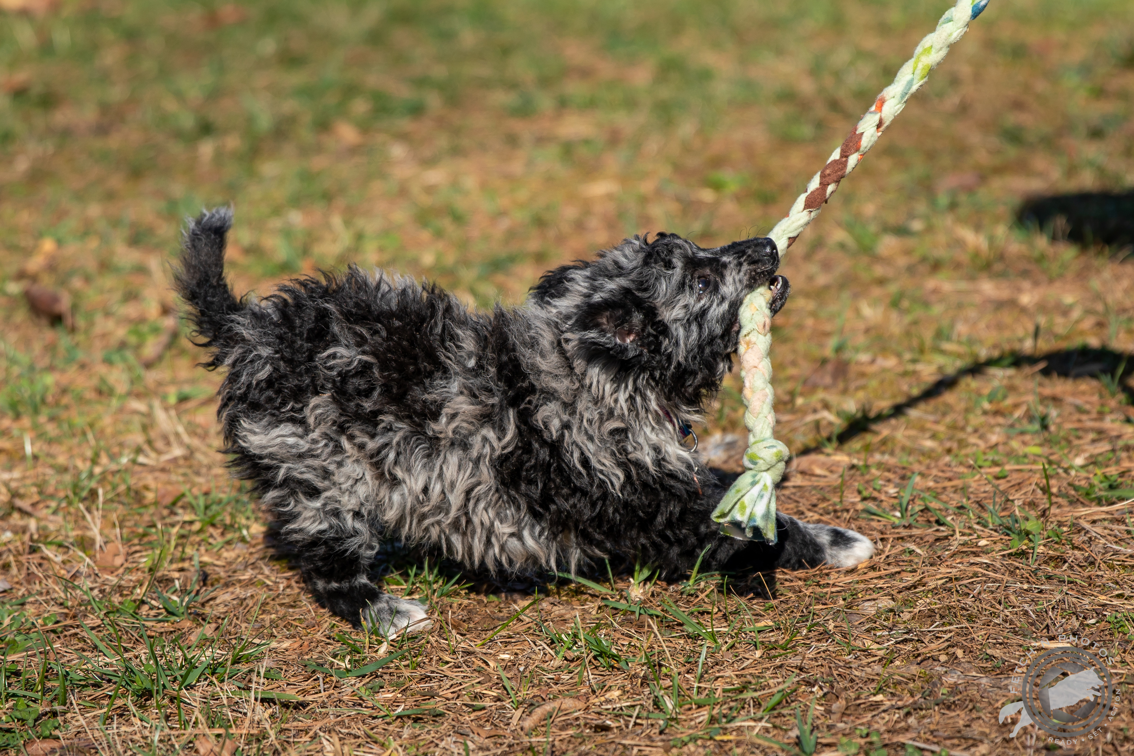 black merle mudi puppy tugs a toy